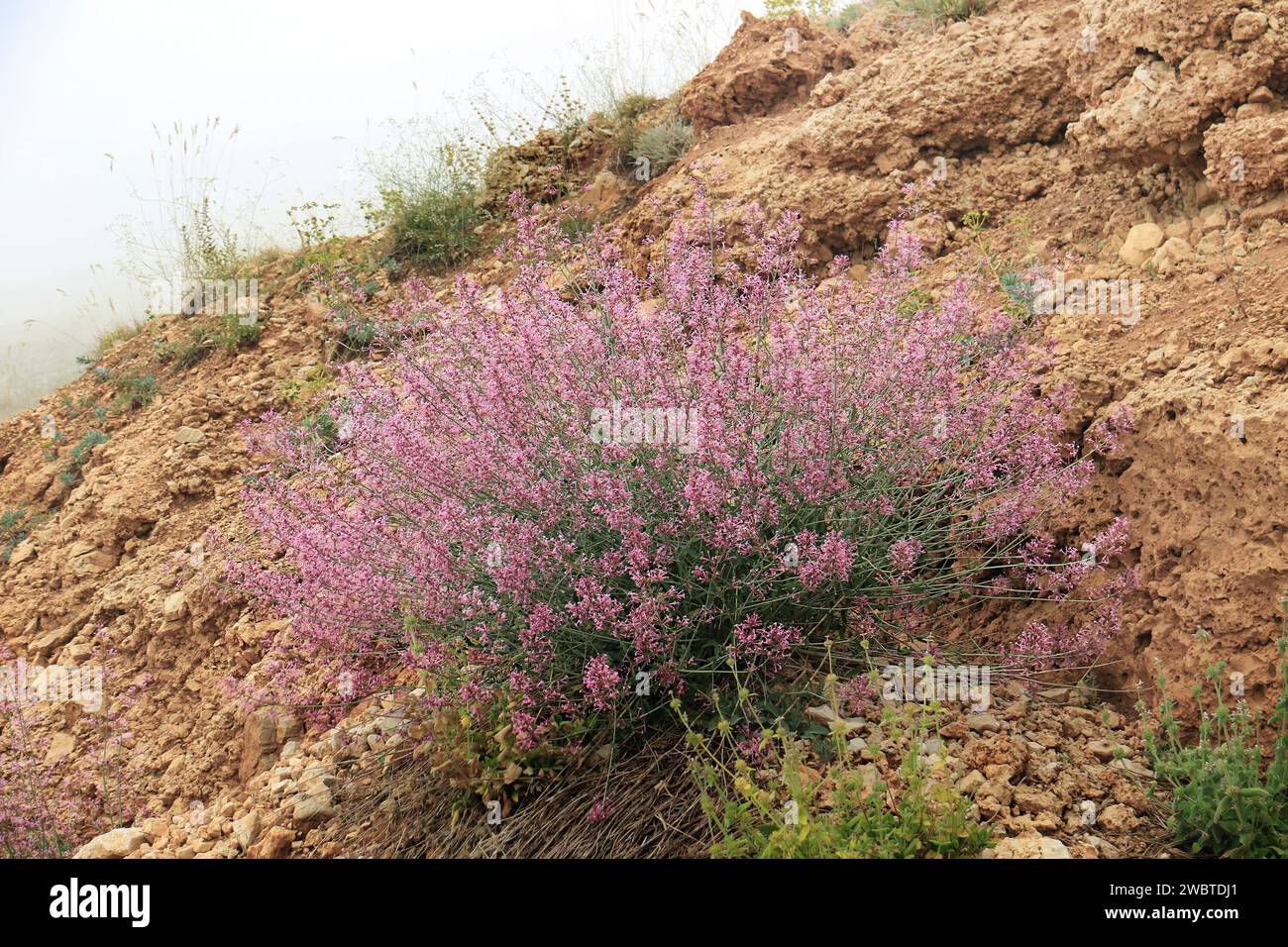 Ein langblütiger spitzbaldrischer, lateinischer Name Centranthus longiflorus latifolius, der in den Bergen des Libanon wächst. Stockfoto