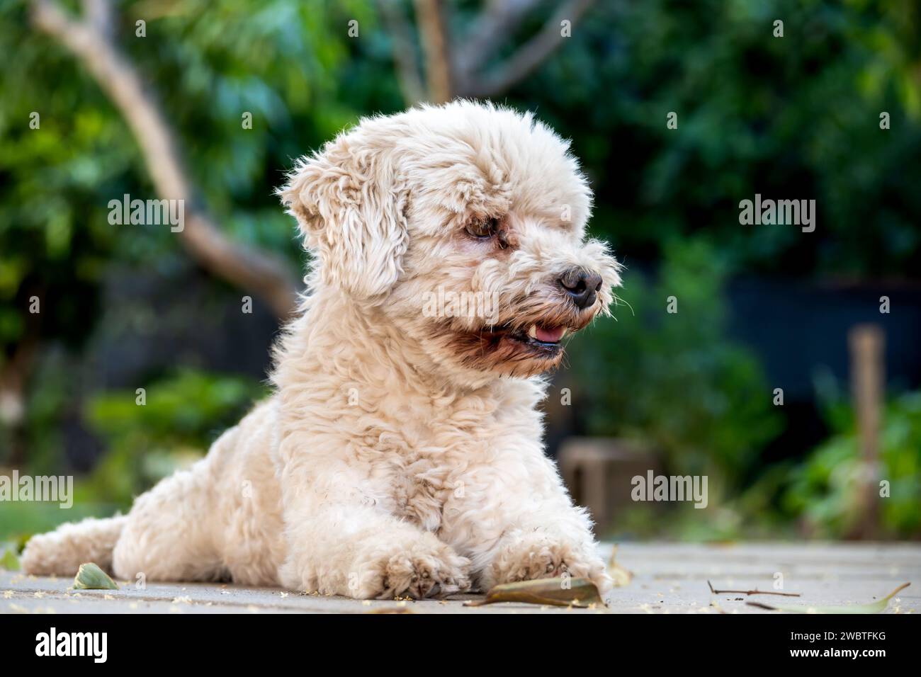 Shaggy Weißer Hund, der im Garten eines Hauses liegt. Stockfoto