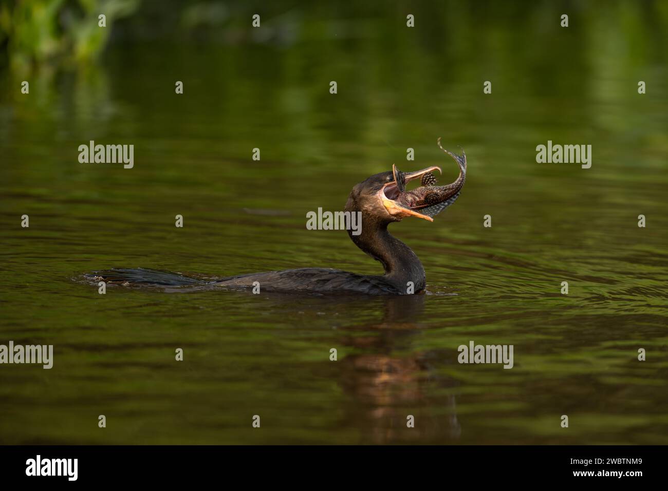 Ein neotroper Kormoran (Phalacrocorax brasilianus) mit einem im Pantanal gefangenen Pleco-Wels Stockfoto