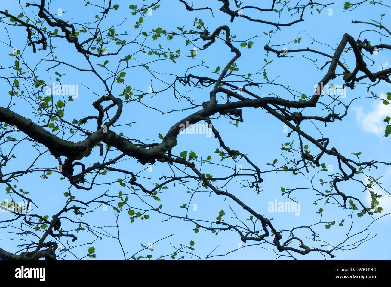 Verdrehte Baumzweige mit Blättern im Frühling auf blauem Himmel Hintergrund Stockfoto