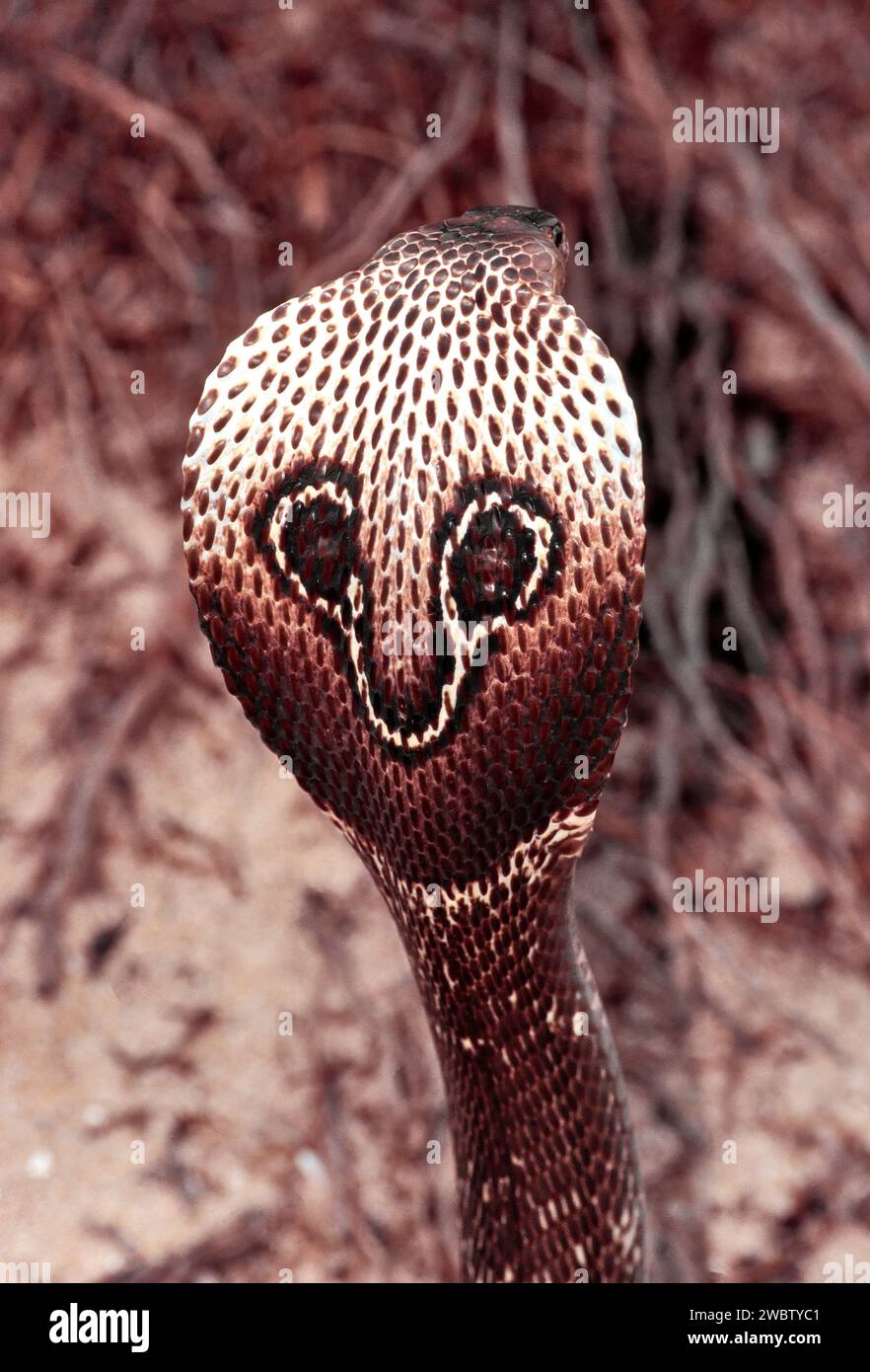 Indische Kobra (Naja naja) in defensiver Haltung mit Markierungen auf der Kapuze Stockfoto