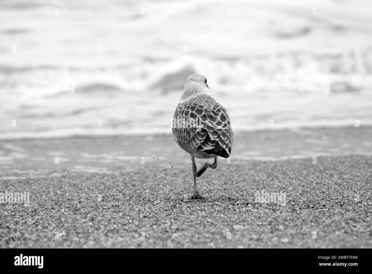 Seevögel am Ufer des Schwarzen Meeres: Eine junge Möwe, die am Sandstrand der Schwarzmeerküste schlendert. Nahaufnahme. Stockfoto