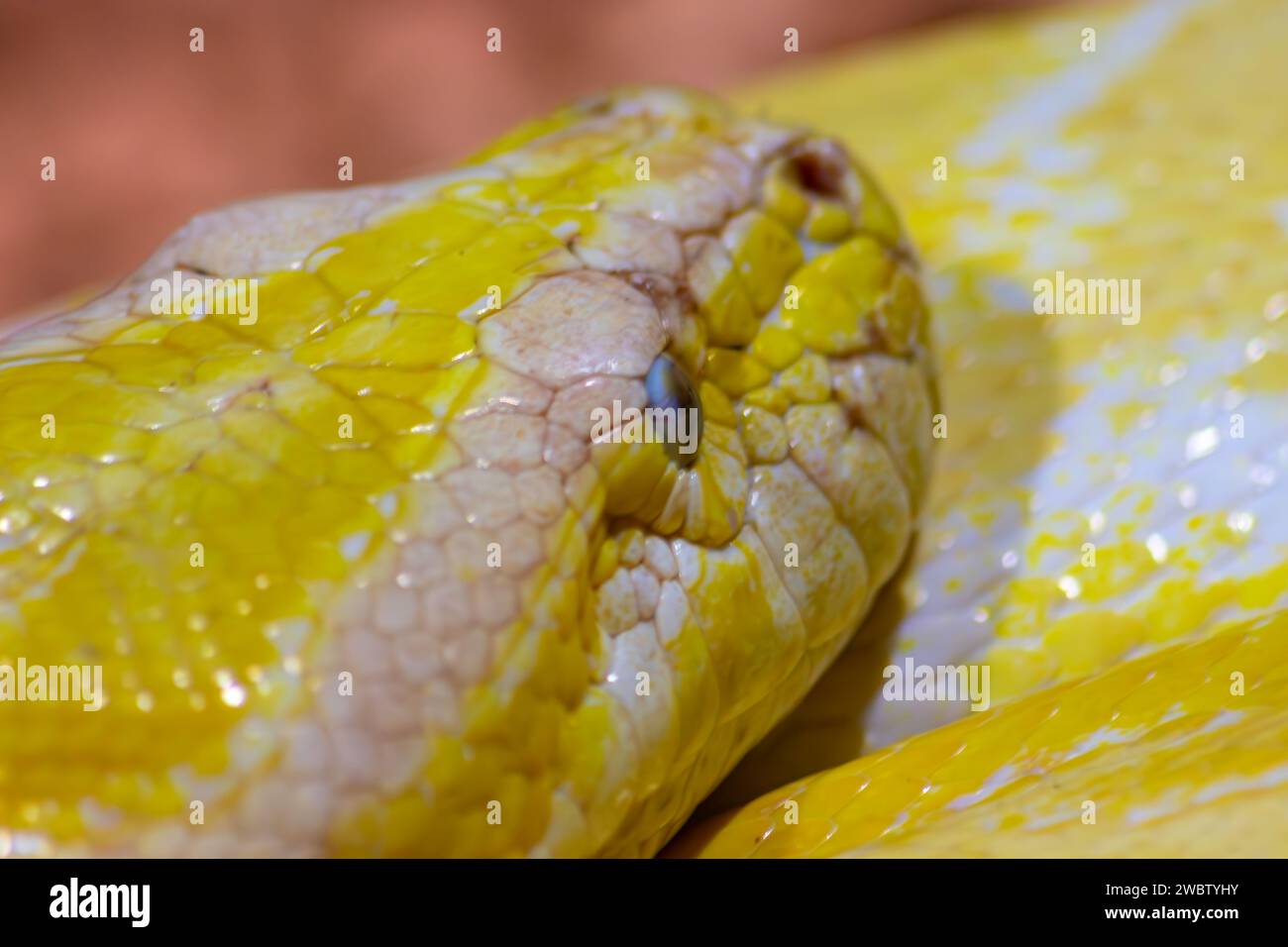 Python molurus bivittatus. Goldene gelbe Schlange. Kopfdetail Stockfoto