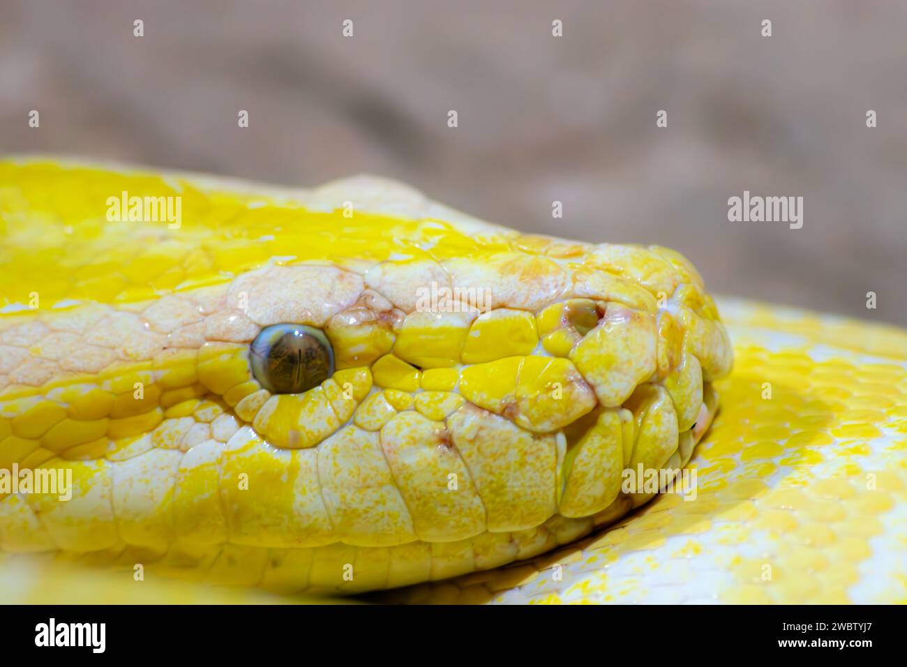 Python molurus bivittatus. Goldene gelbe Schlange. Kopfdetail Stockfoto