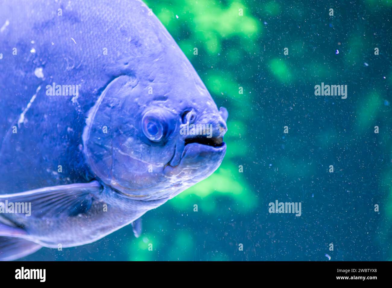 Im Zoo von Vigo befindet sich ein Aquarium mit Piranhas Stockfoto