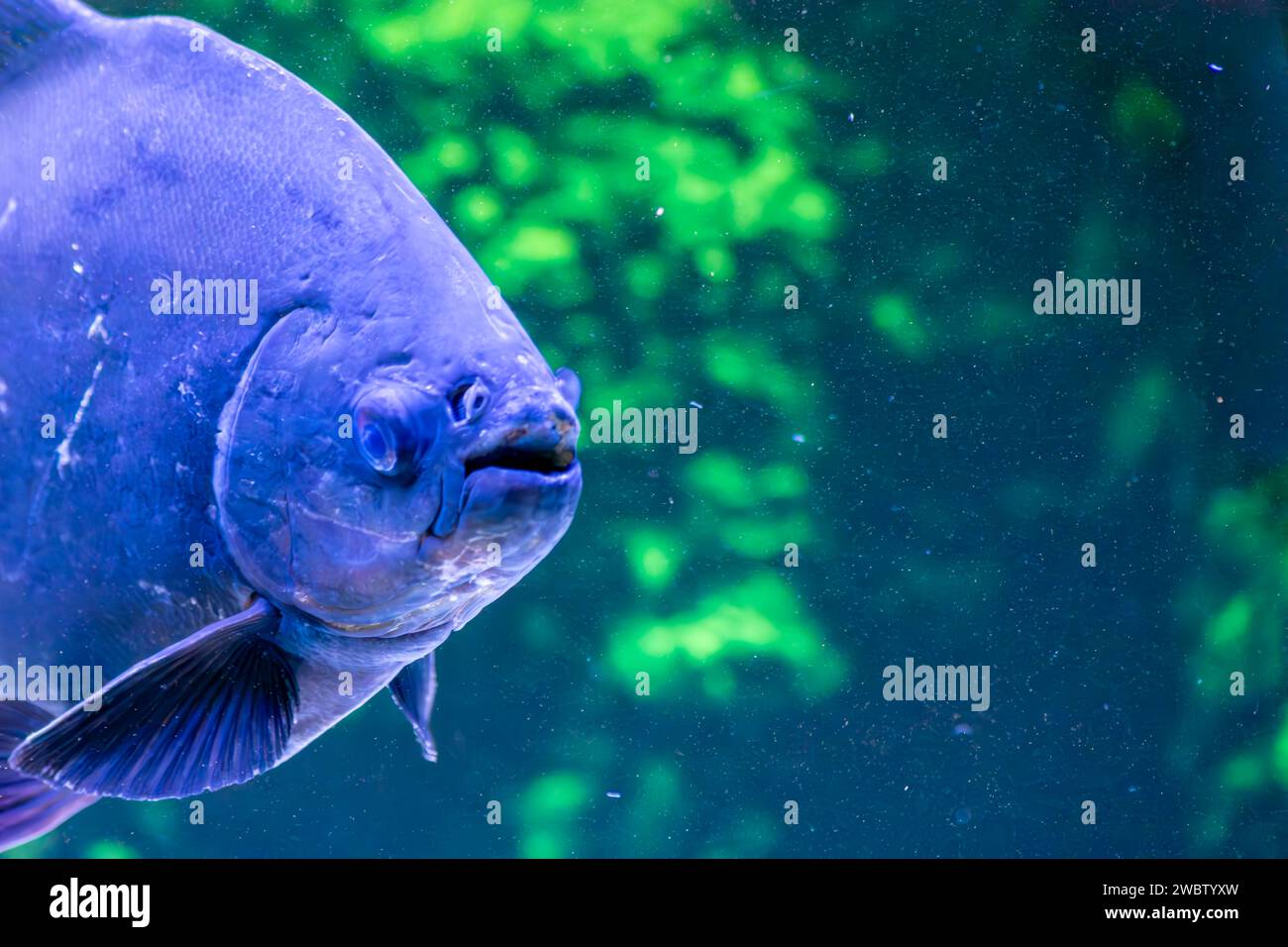 Im Zoo von Vigo befindet sich ein Aquarium mit Piranhas Stockfoto