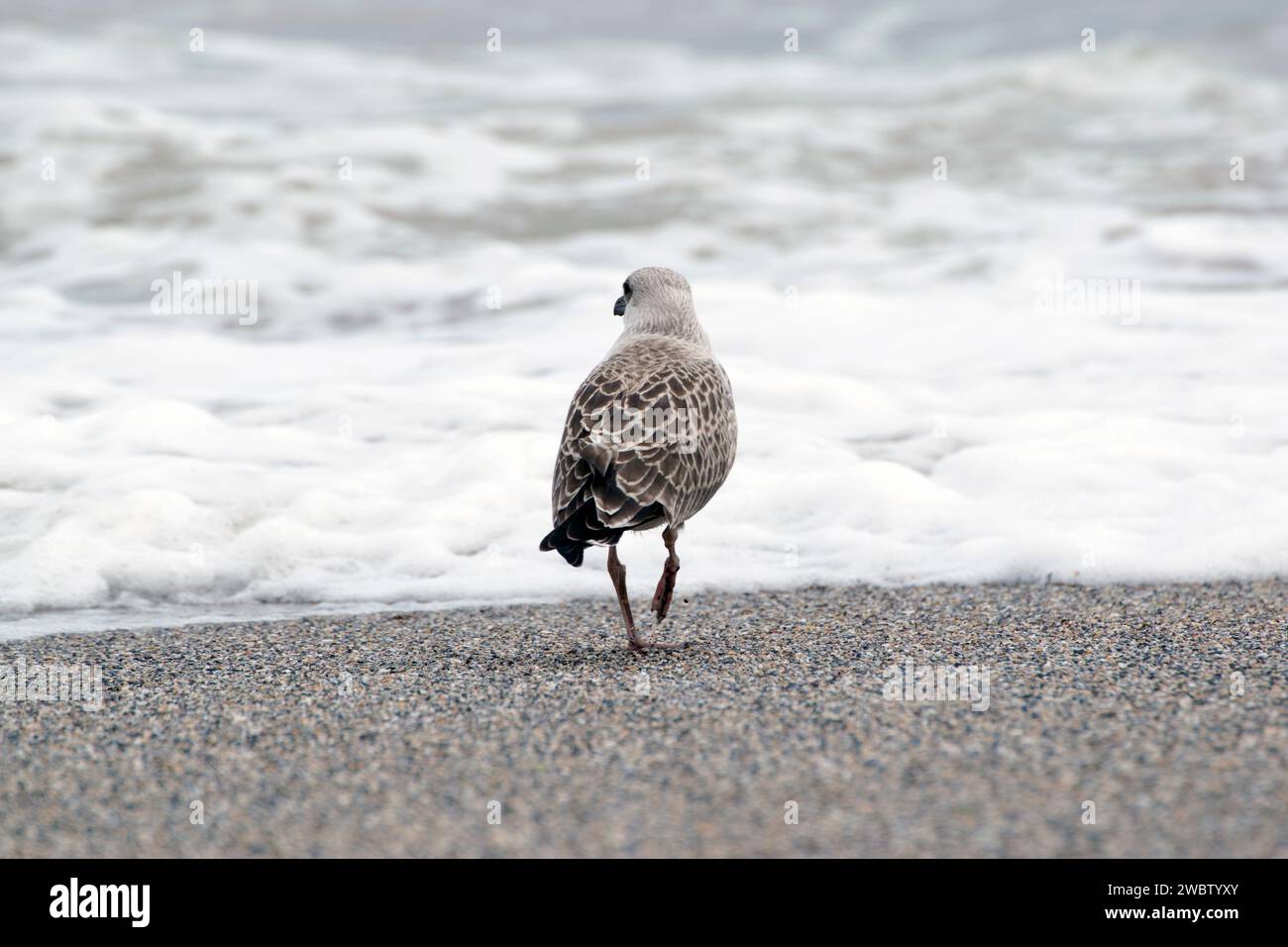 Ein junger Vogel, der am Sandstrand des Schwarzen Meeres steht. Heringsmöwen brauchen vier Jahre, um erwachsenes Gefieder zu erreichen, und sind langlebige Vögel, 49 Jahre. Stockfoto