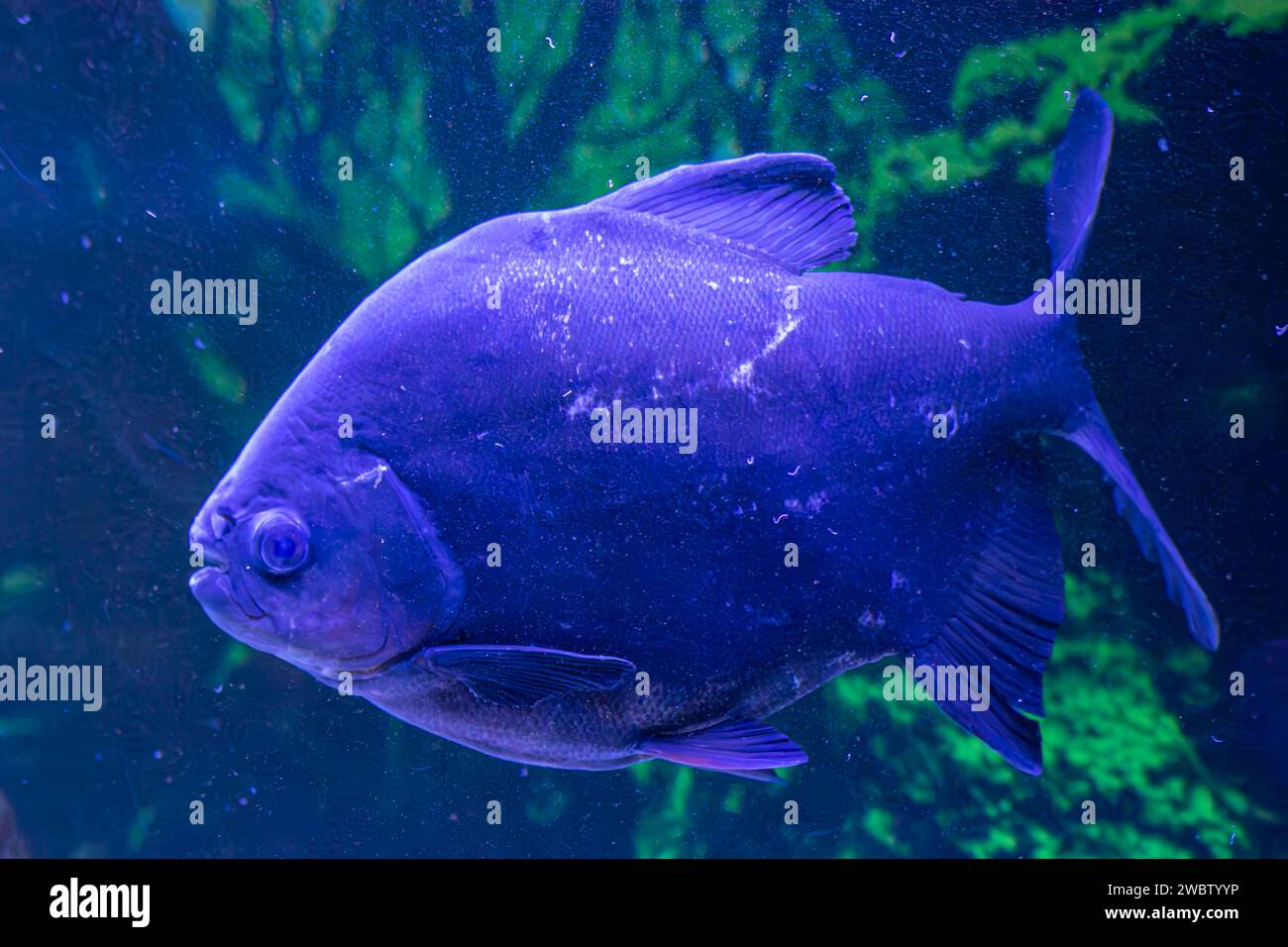 Im Zoo von Vigo befindet sich ein Aquarium mit Piranhas Stockfoto
