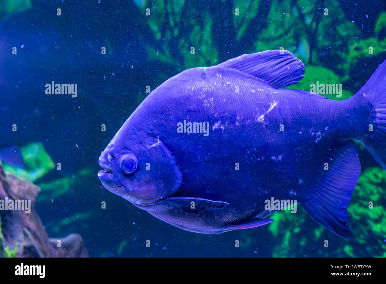 Im Zoo von Vigo befindet sich ein Aquarium mit Piranhas Stockfoto