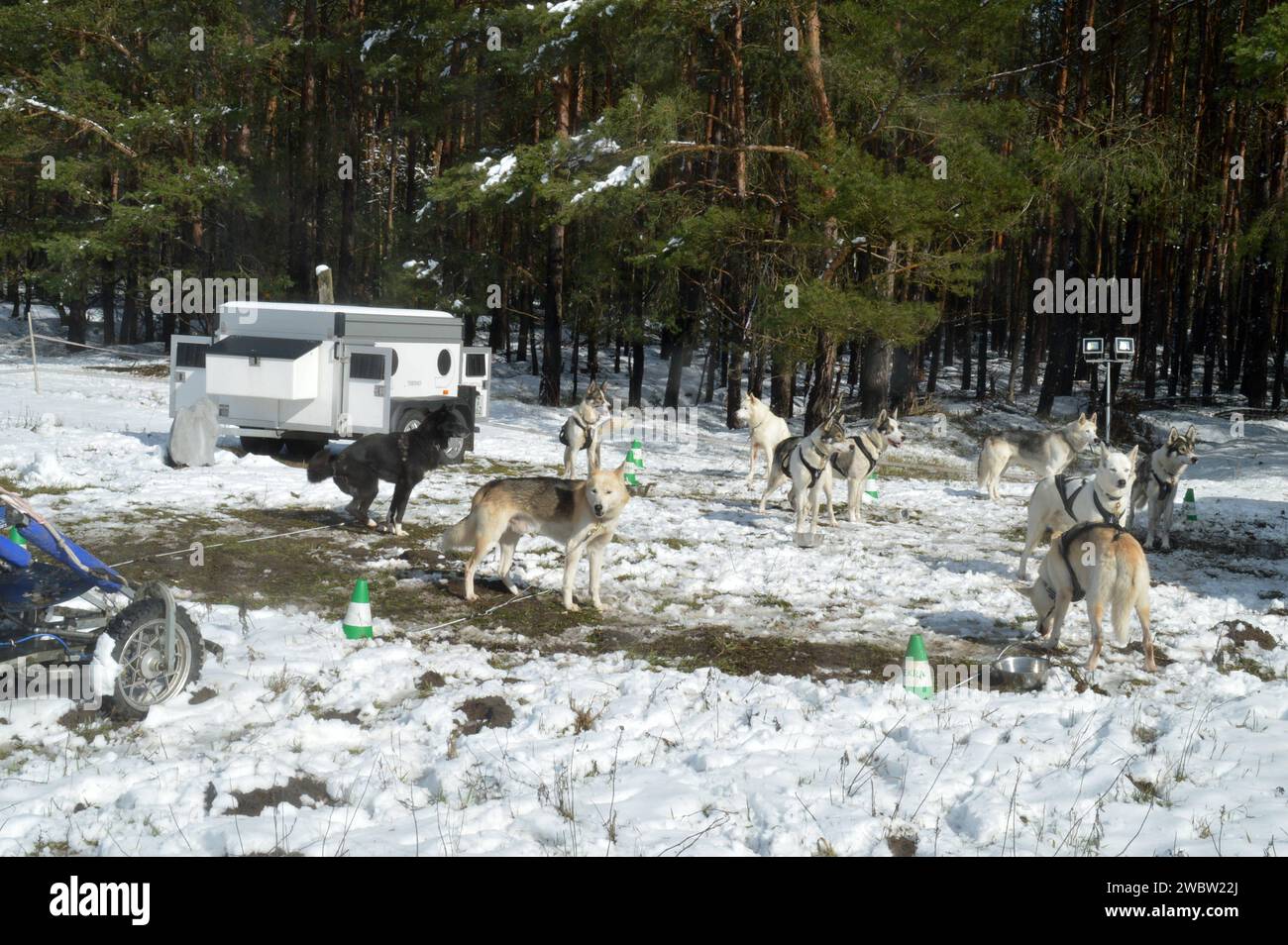 11.03.2023 Schlittenhunderennen Deutschland/Sachsen Anhalt/Altmark/Altmarkkreis Salzwedel/Stadt Klötze/Naturpark Drömling/Biosphärenreservat/bei Jahrstedt/am Hahneberg/Camp und Fahrerlager beim Schlittenhunderennen/Hunde warten am Waldrand auf ihren Start/Winter/Schnee *** 11 03 2023 Schlittenhund-Rennen Deutschland Sachsen Anhalt Altmark Altmarkkreis Salzwedel Stadt Klötze Naturpark Drömling Biosphärenreservat bei Jahrstedt am Hahneberg Lager und Fahrerlager beim Schlittenhund Rennhunde warten am Waldrand auf ihren Start Winterschnee Stockfoto