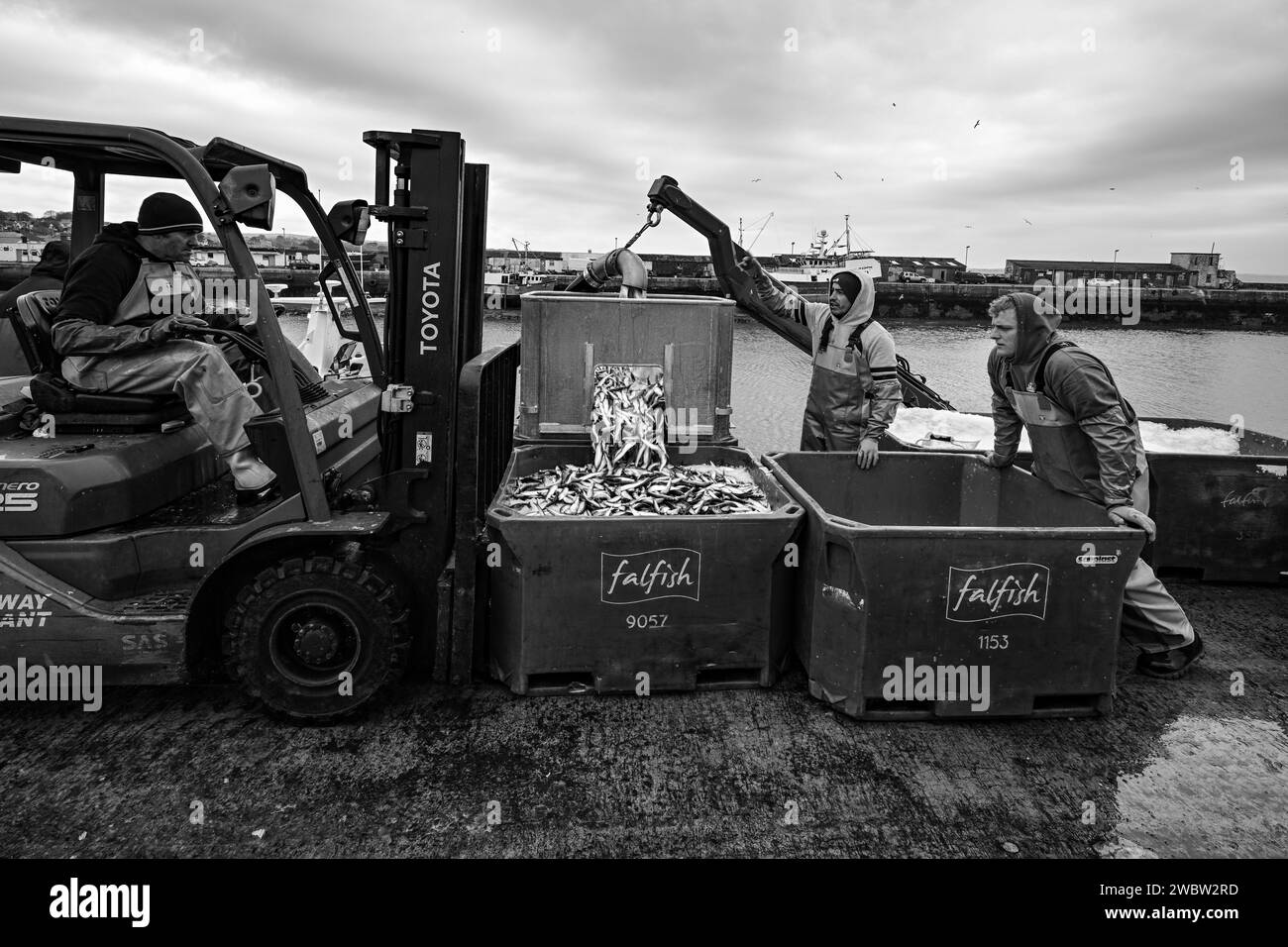 NEWLYN HARBOUR FISCHMARKT, DER DIE SARDINEN ZUM ANLANDEN NACH HAUSE BRINGT Stockfoto