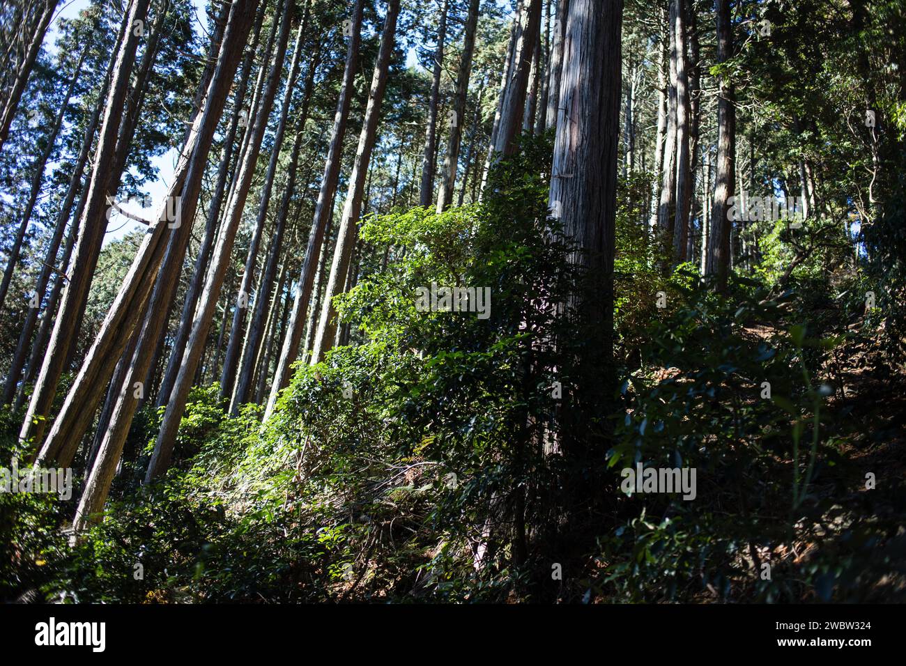 Trekking auf dem Berg Hiei in der Nähe von Kyoto, Japan im Herbst. Stockfoto