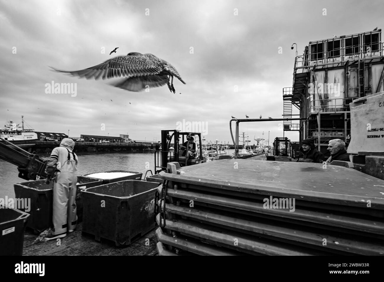 NEWLYN HARBOUR FISCHMARKT, DER DIE SARDINEN ZUM ANLANDEN NACH HAUSE BRINGT Stockfoto