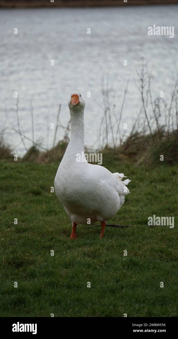 Lustige Gänse, die auf Gras knabbern - Peel, Linlithgow Loch Stockfoto