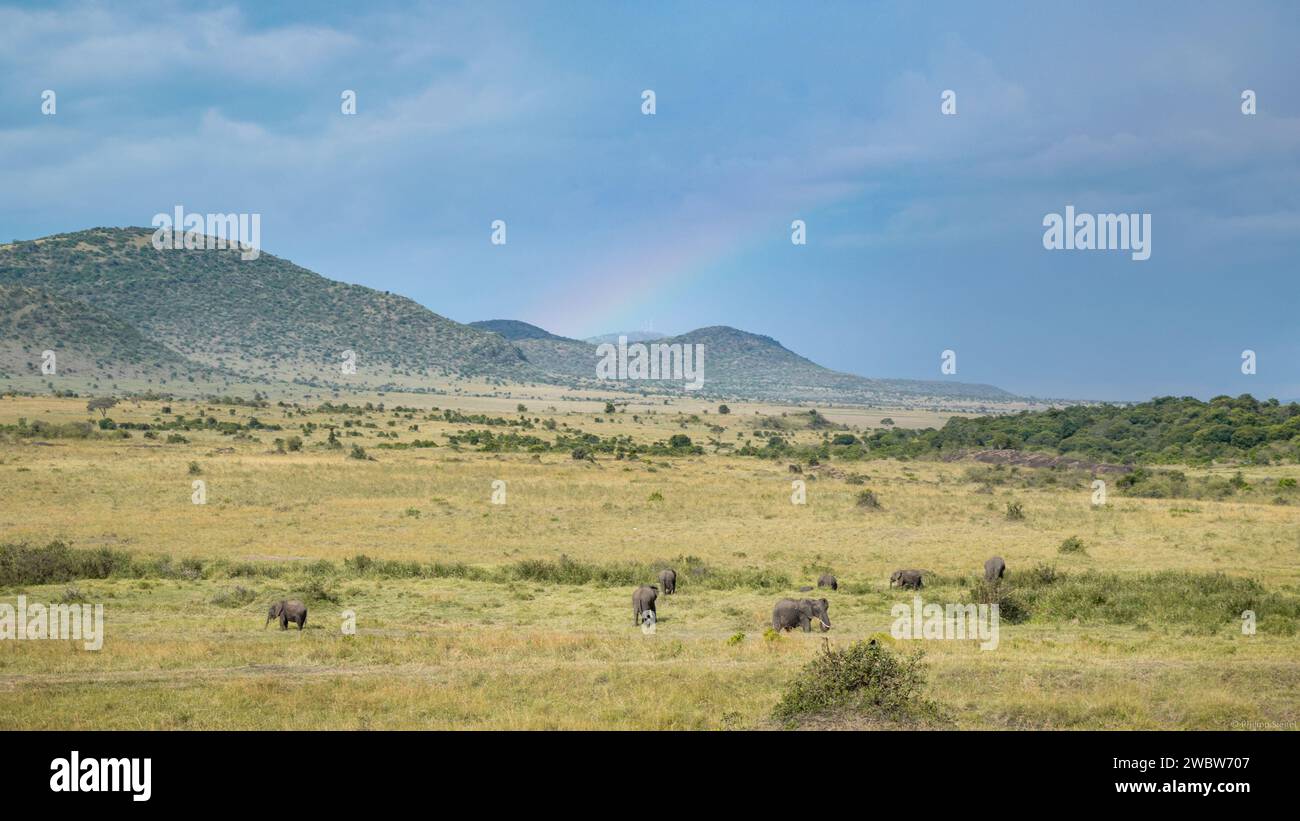 Majestätische Elefanten schreiten anmutig durch ein lebendiges, grünes Feld im Herzen Afrikas mit einer herrlichen Bergkette Stockfoto