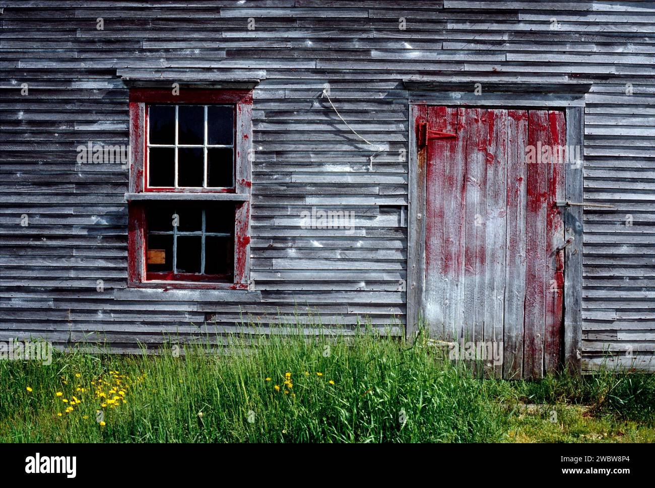 Verwitterte alte Scheune und Wildblumen an Küste in der Nähe von Lubec, Maine, USA Stockfoto