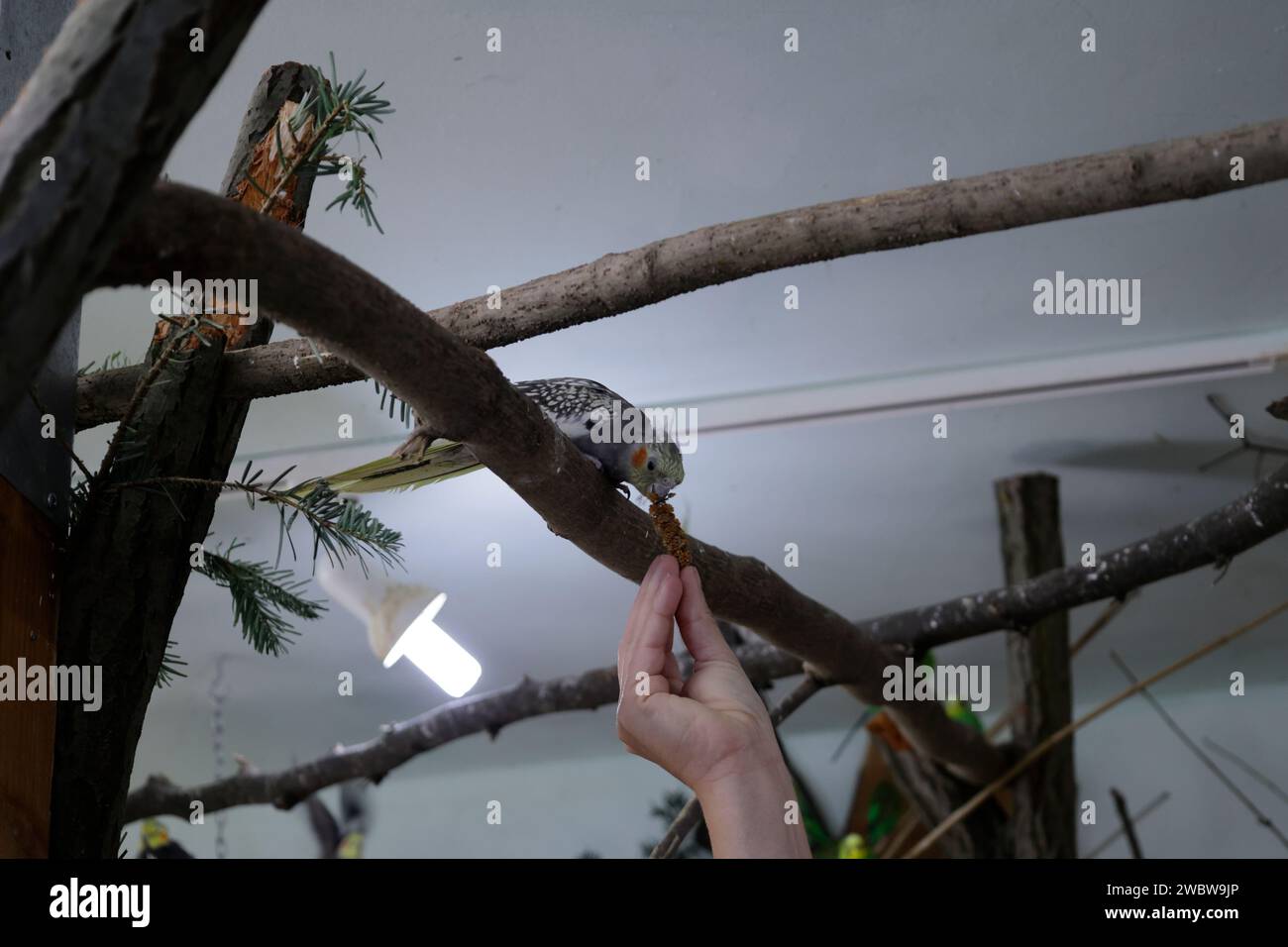 Kakatiel wird mit Vogelsamen gefüttert Stockfoto
