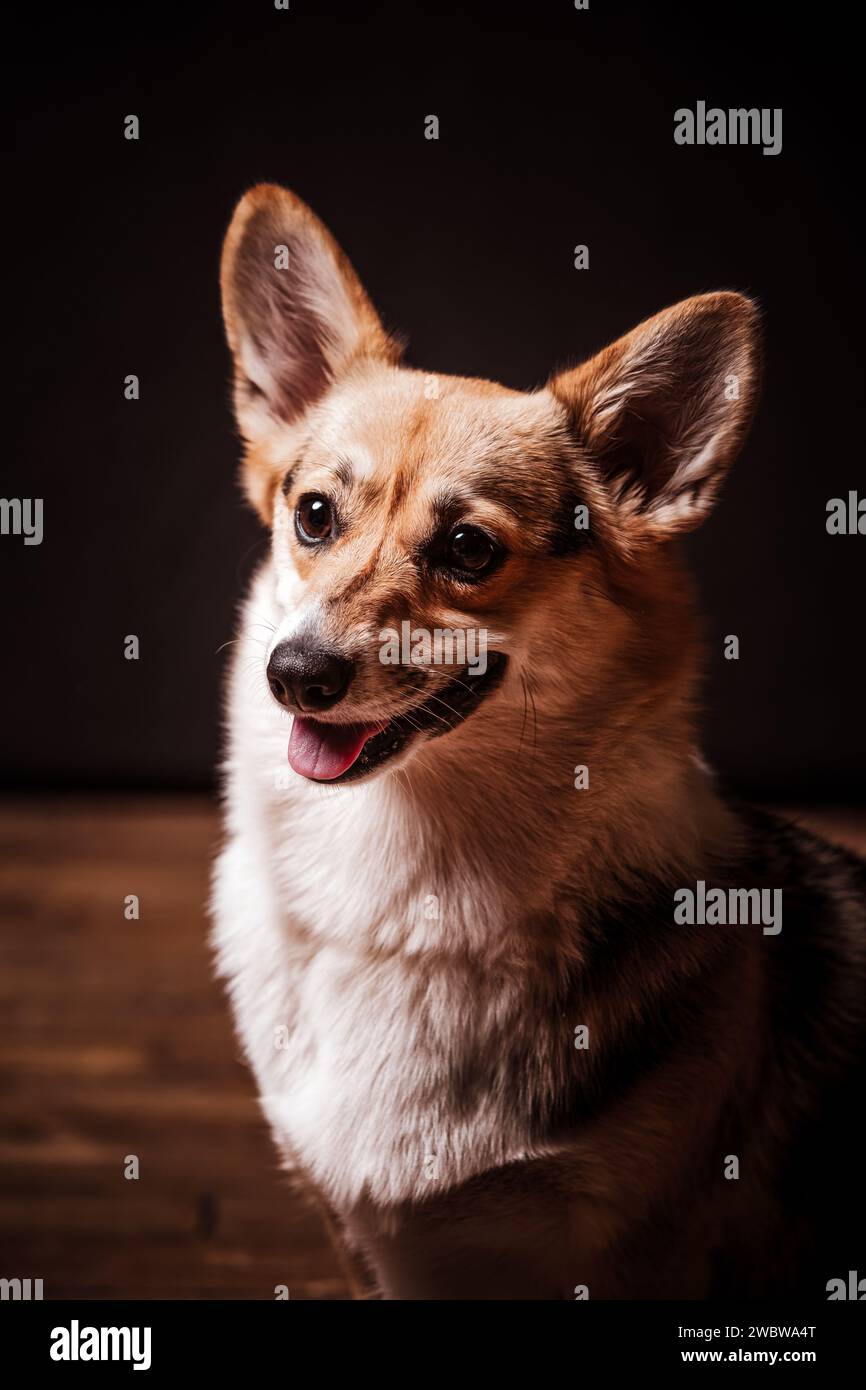 Corgi Dog Stockfoto