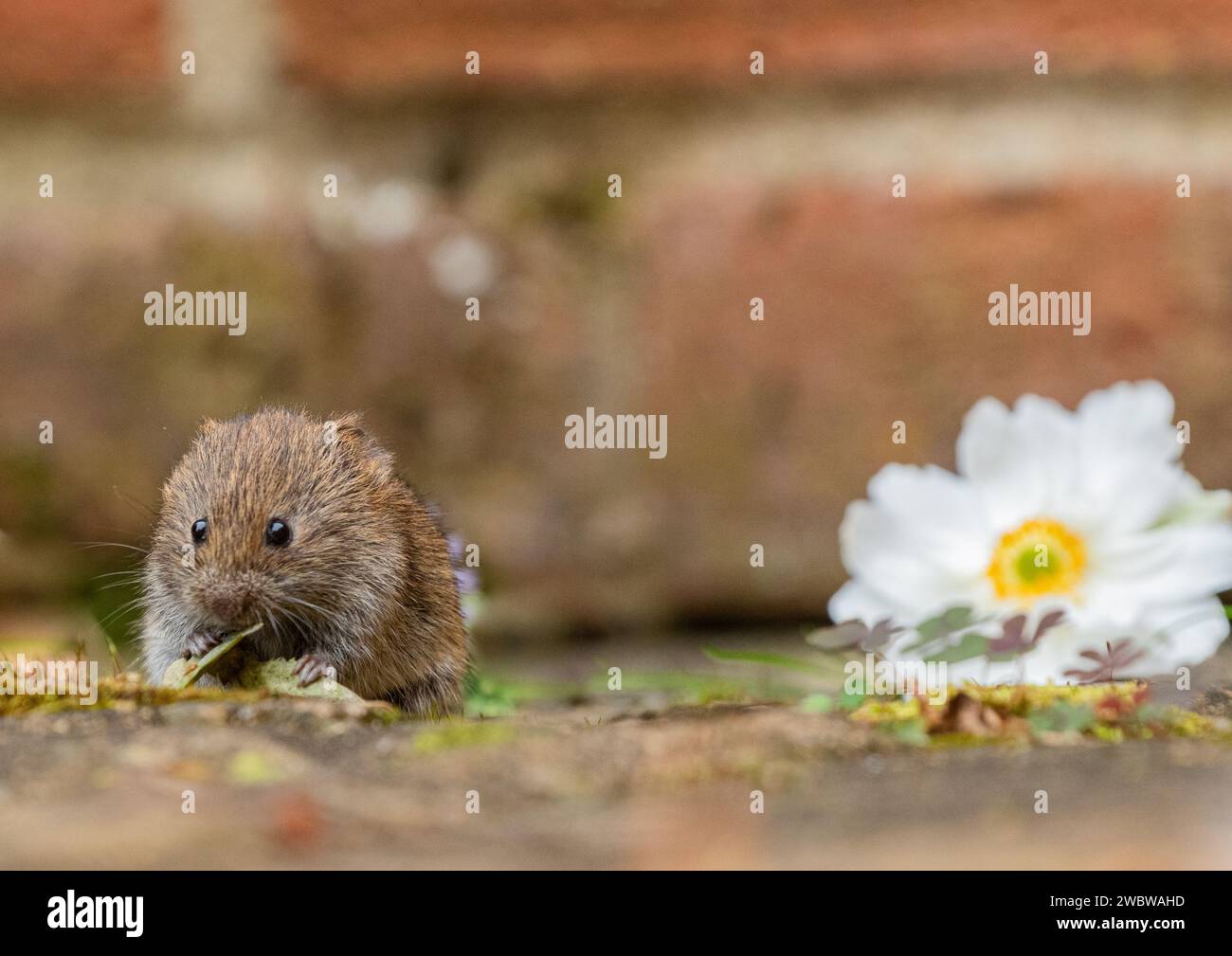 Eine winzige, niedliche Bank Vole (Myodes glareolus), die aus den Pflanzen und Blumen hervorblickt, die in den Rissen des Pflasters in einem ländlichen Garten wachsen. Suffolk. UK Stockfoto
