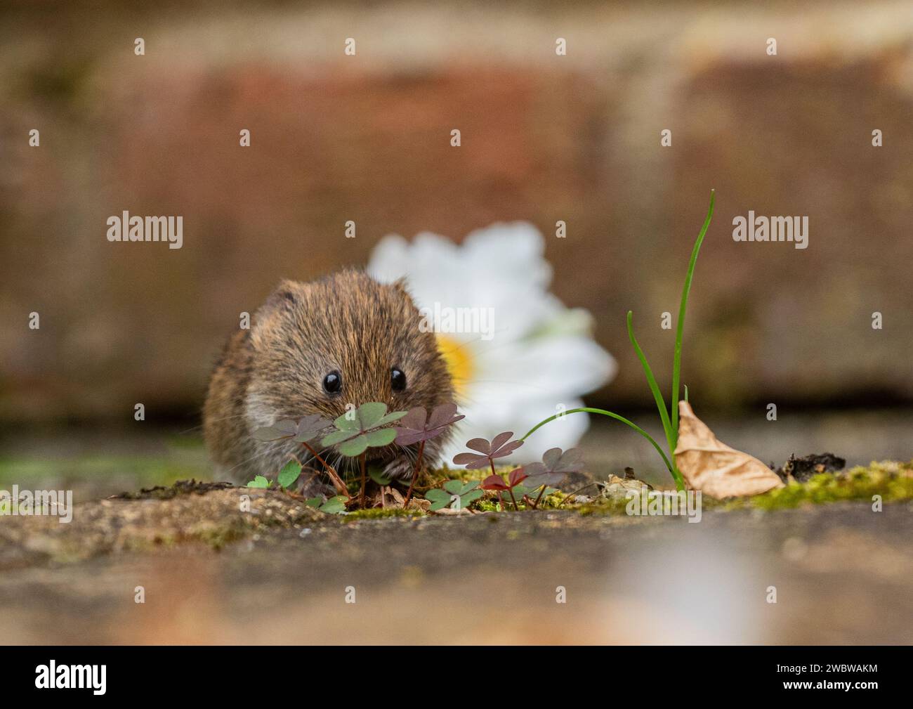 Eine winzige, niedliche Bank Vole (Myodes glareolus), die aus den Pflanzen und Blumen hervorblickt, die in den Rissen des Pflasters in einem ländlichen Garten wachsen. Suffolk. UK Stockfoto