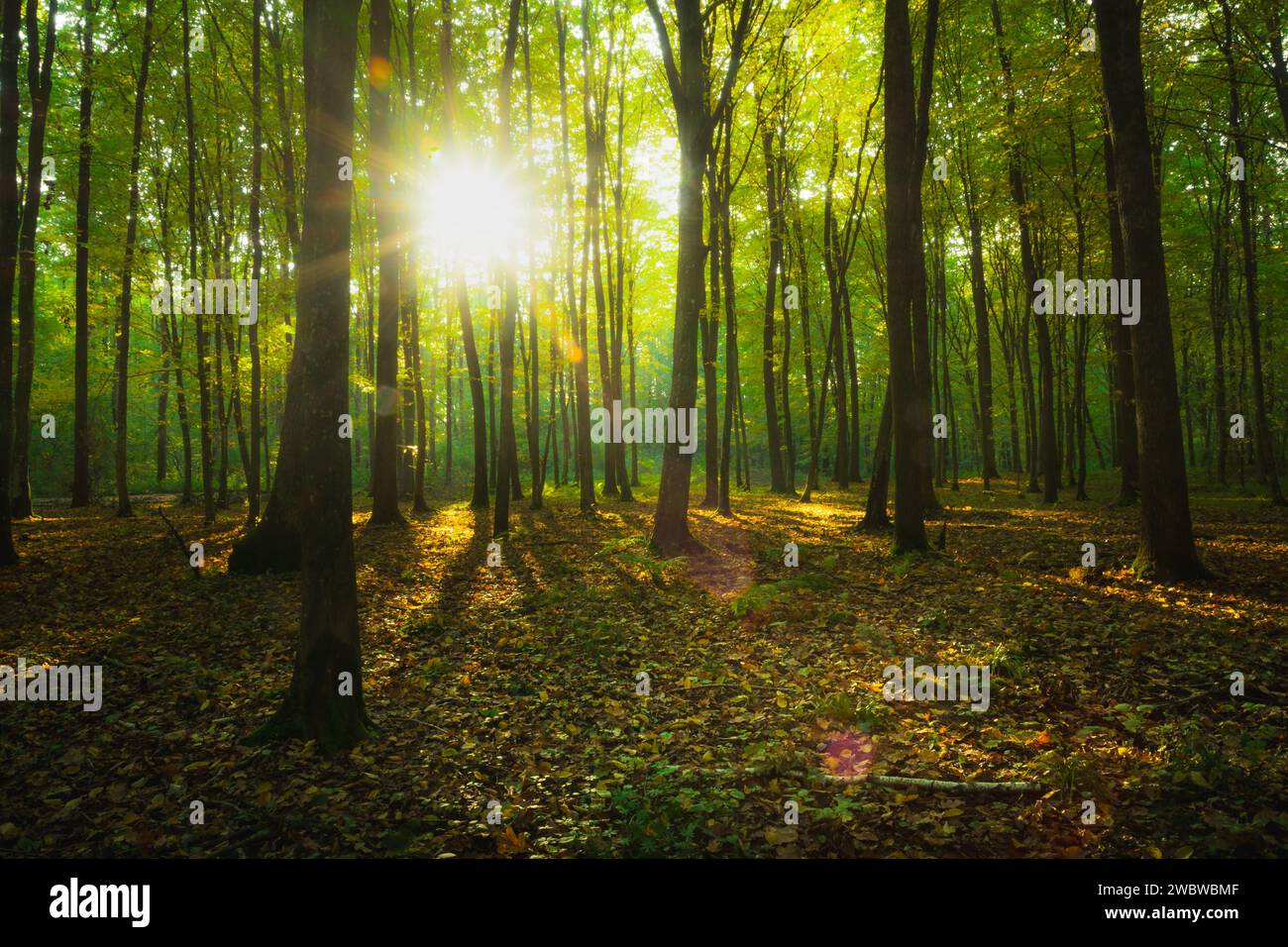 Sonnenschein in einem grünen Wald, Anfang Oktober in Ostpolen Stockfoto