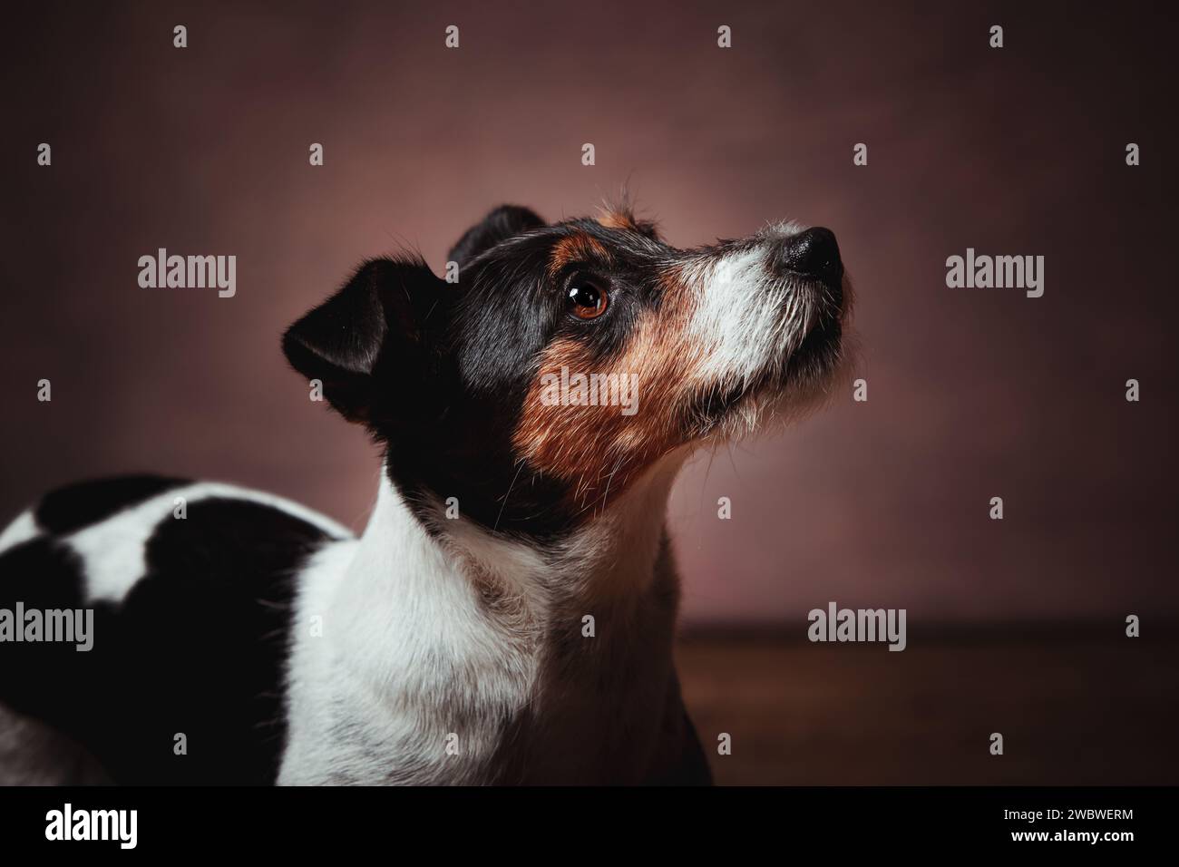 Jack Russell terrier Stockfoto