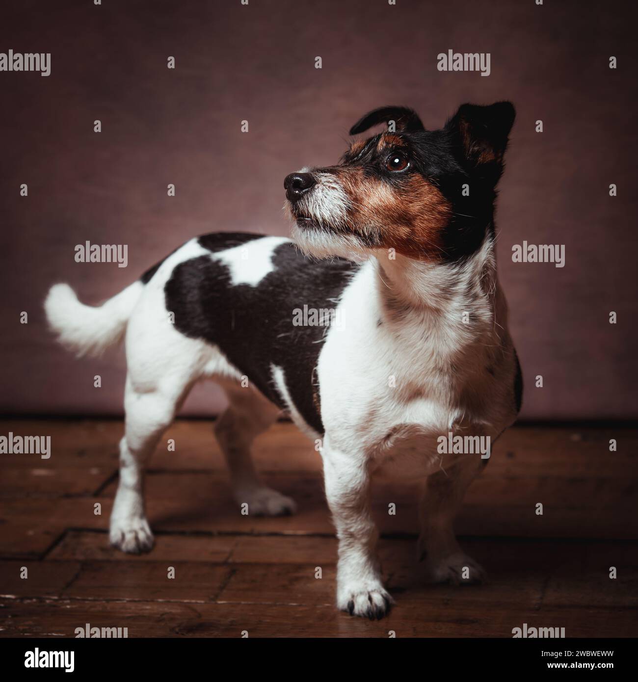 Jack Russell terrier Stockfoto