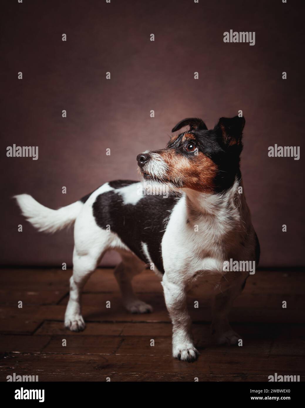 Jack Russell terrier Stockfoto