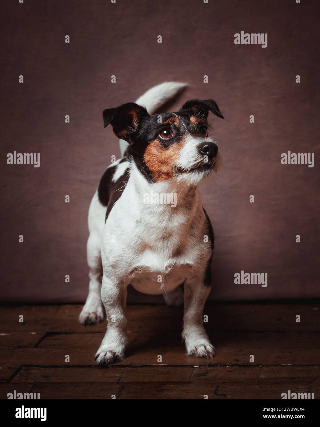Jack Russell terrier Stockfoto