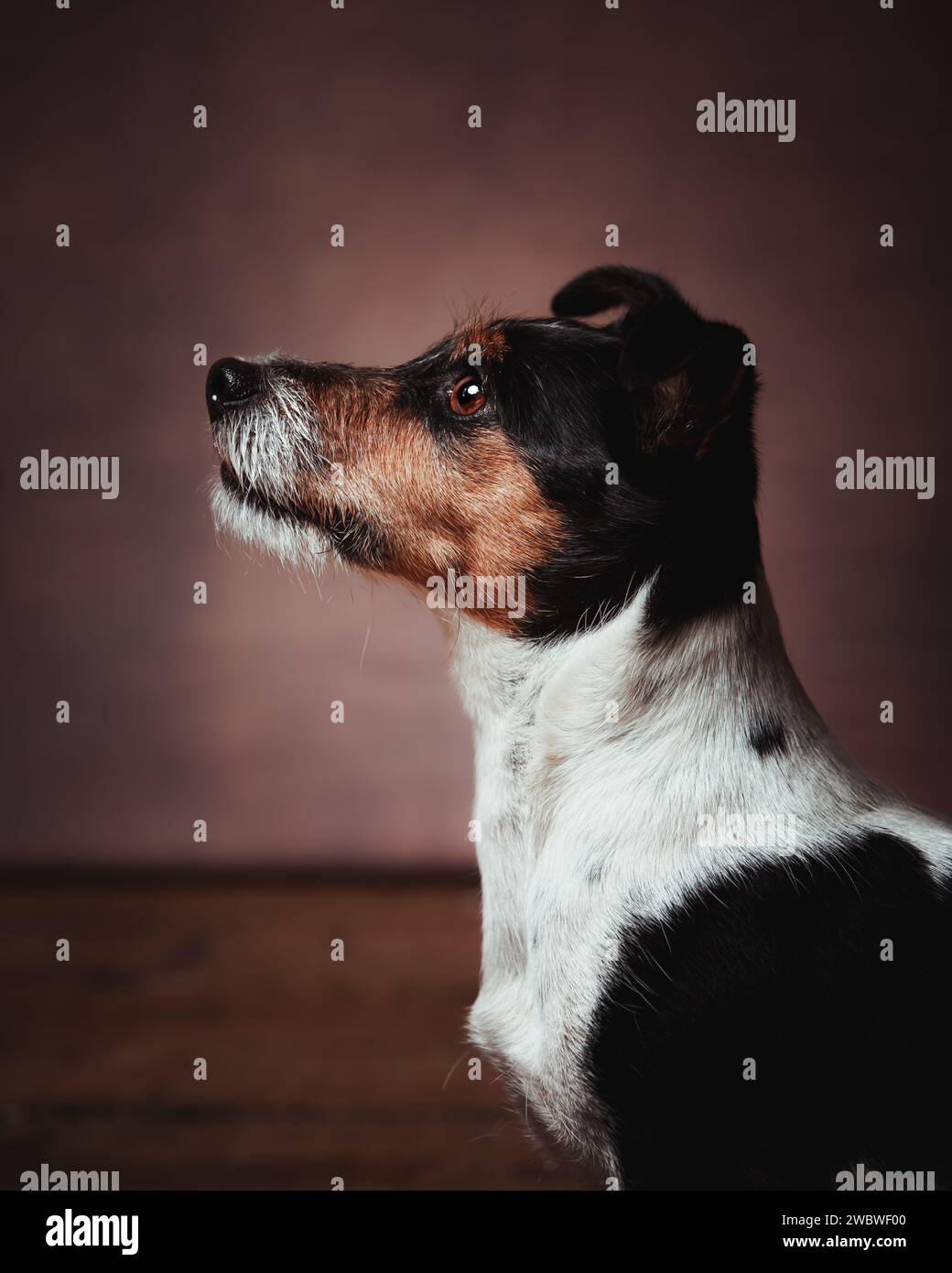 Jack Russell terrier Stockfoto