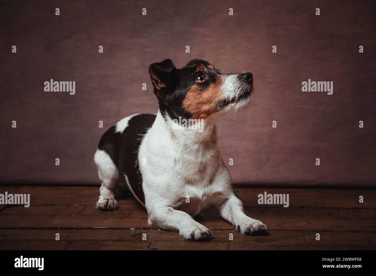 Jack Russell terrier Stockfoto