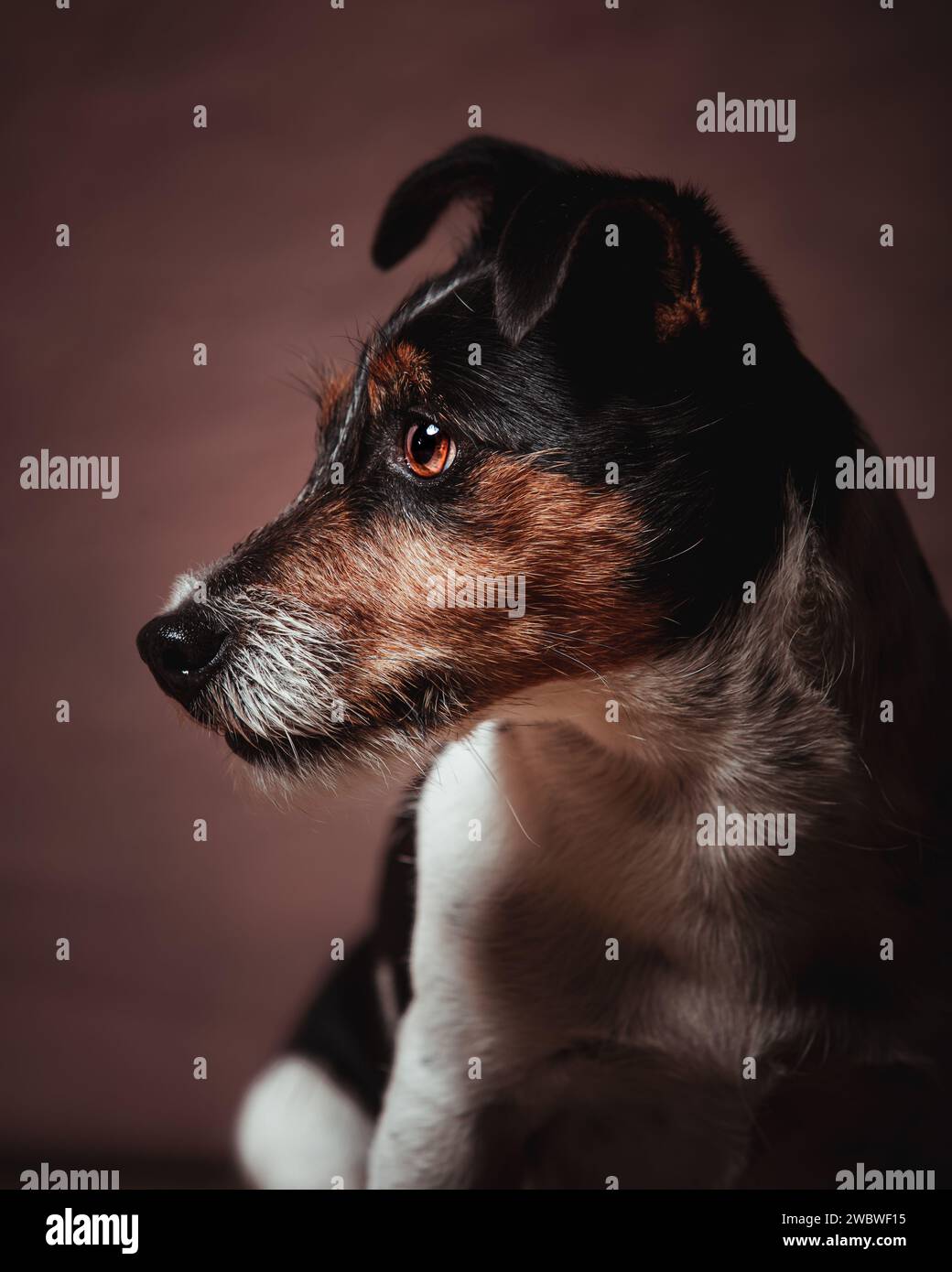 Jack Russell terrier Stockfoto