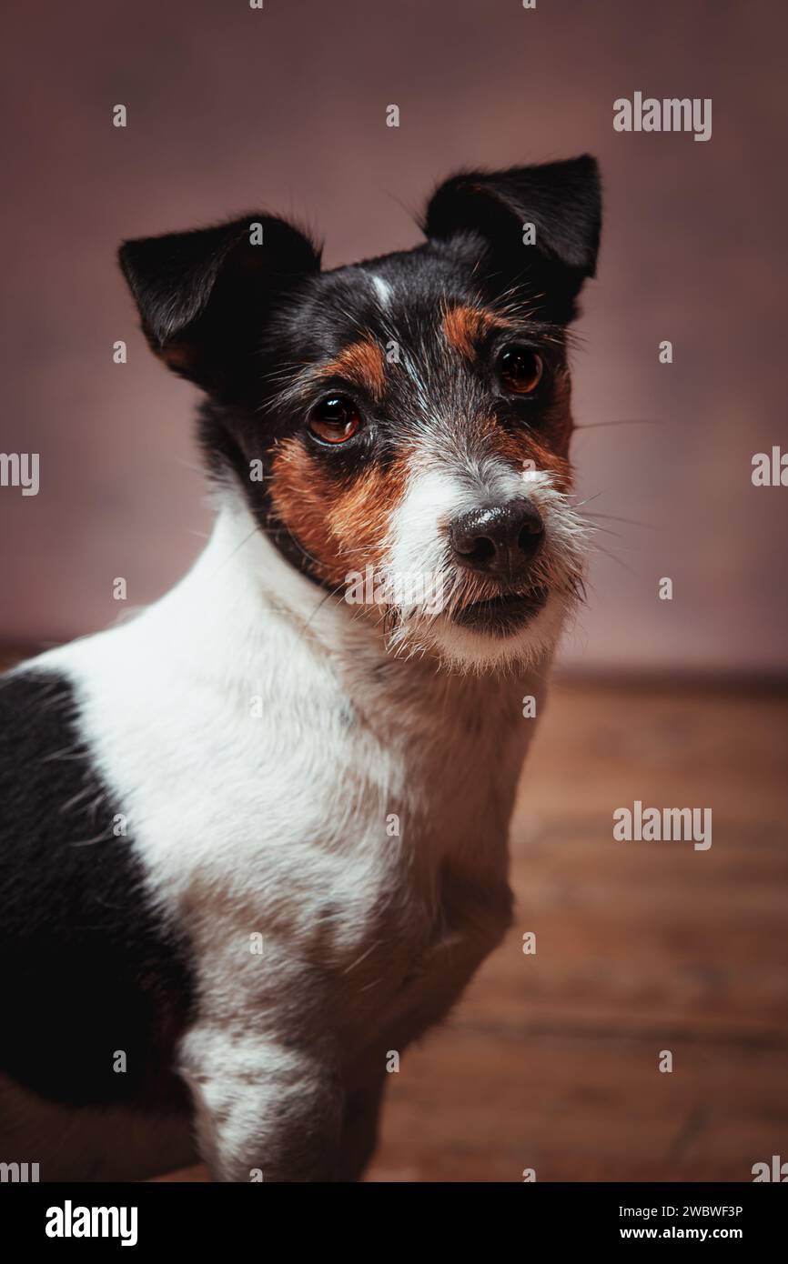 Jack Russell terrier Stockfoto
