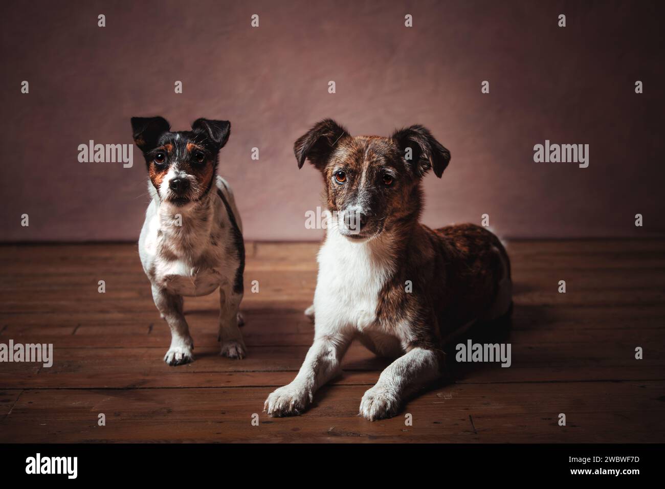 Jack Russell terrier Stockfoto