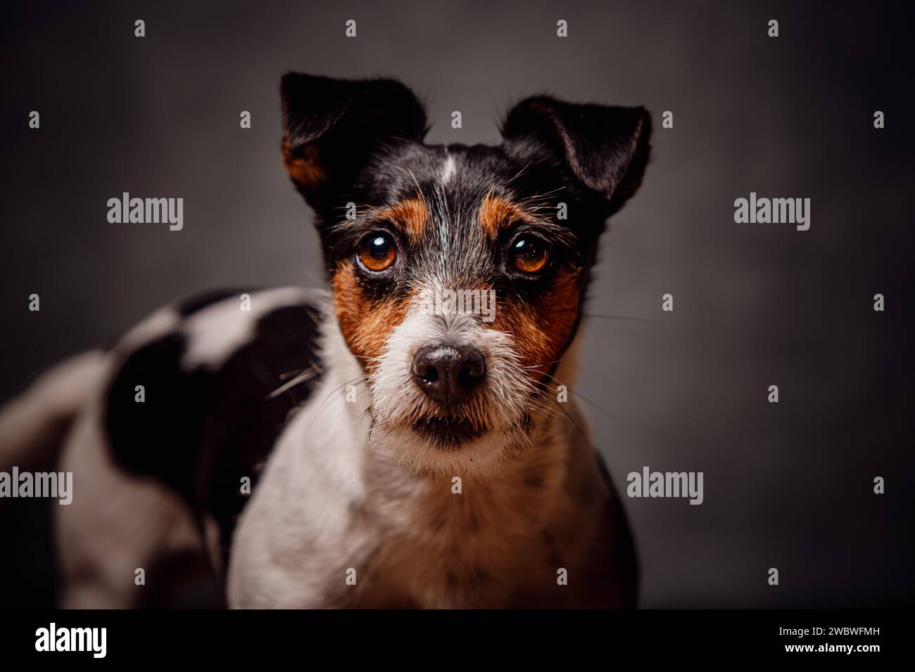 Jack Russell terrier Stockfoto