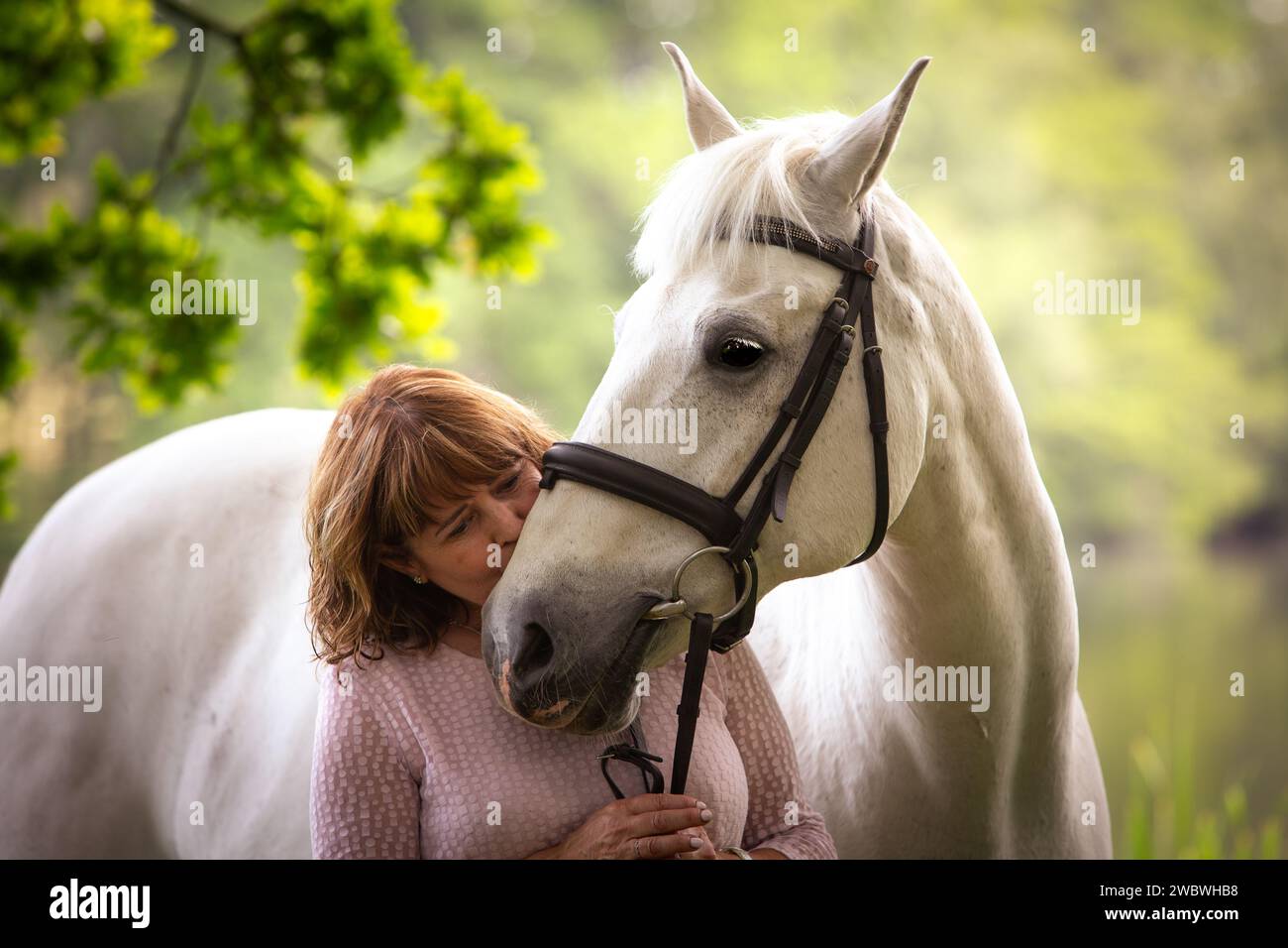 Pferd und Reiter Stockfoto