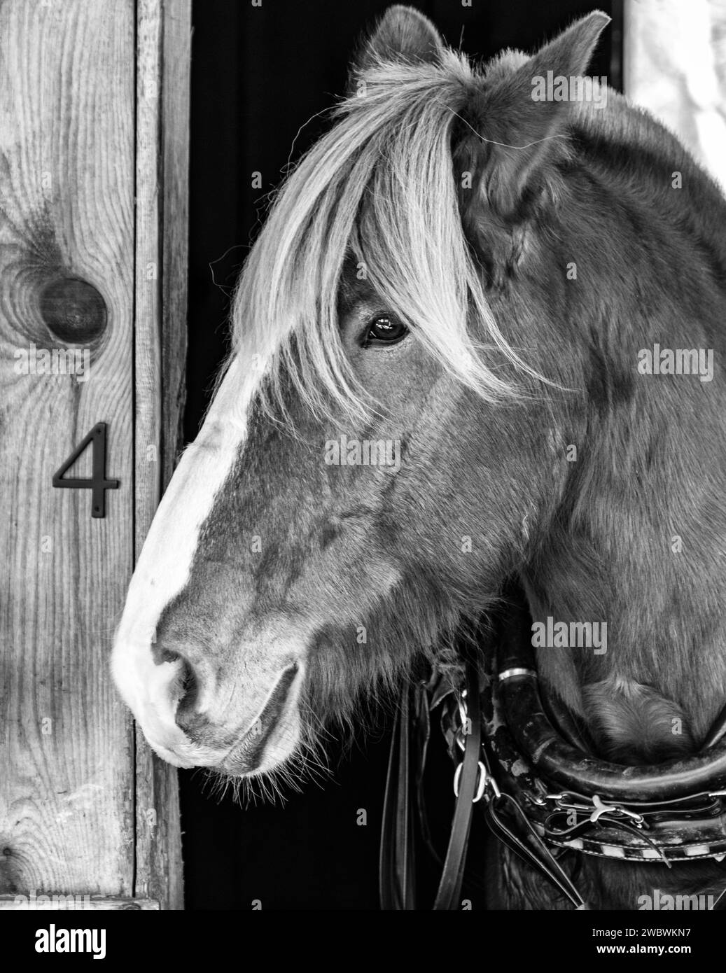 Die Nahaufnahme eines belgischen Zugpferdes (Equus ferus caballus) zeigt seine gelbe Mähne, sein rötlich-braunes Haarkleid und seine braunen Augen. Stockfoto