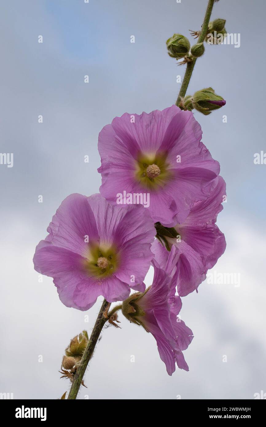 Rosafarbene, steinfarbene Hollyhock-Blüten in den Judäa-Bergen bei Jerusalem, Israel, an einem bewölkten Tag. Stockfoto