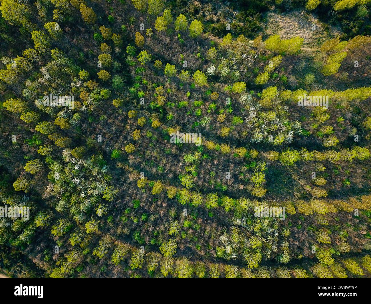 Aufforstung nach industrieller Nutzung, von oben gesehen Stockfoto