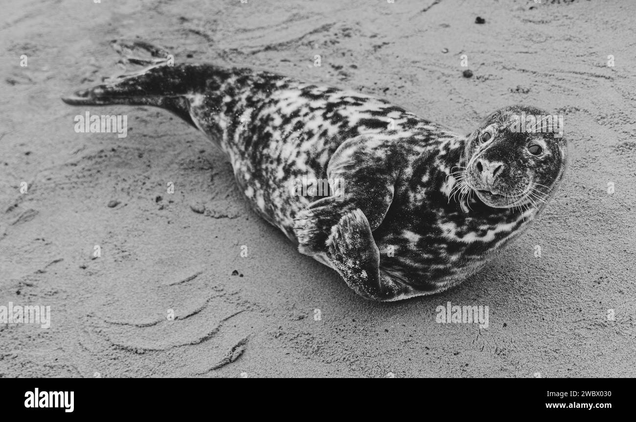 Atlantic Grey Seehunde am East Anglia Beach Stockfoto