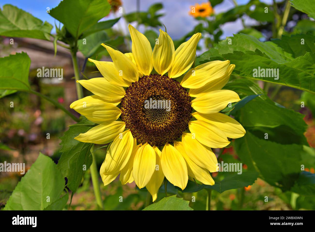 Nahaufnahme von einem gelben Sonnenblume Kopf Stockfoto