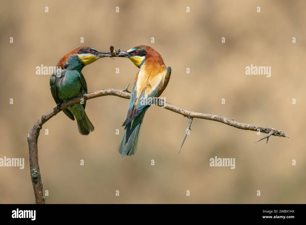Ein paar europäische bea-Esser, ein farbenfroher Vogel, der während der Paarungszeit Nahrung überträgt Stockfoto