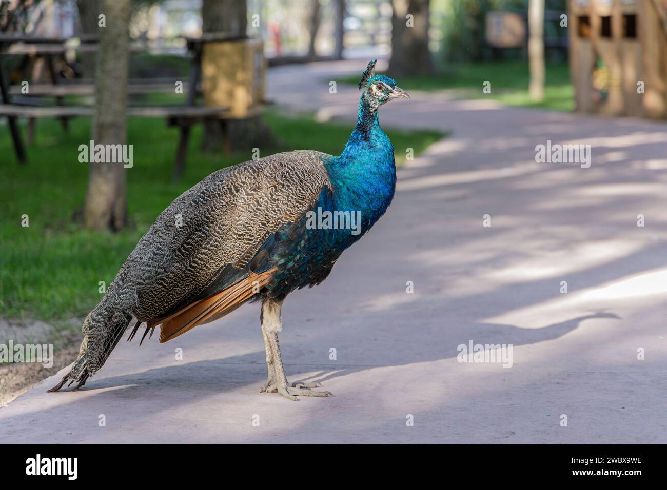 Weibliche asiatische Pfauze in einem öffentlichen Park. Stockfoto