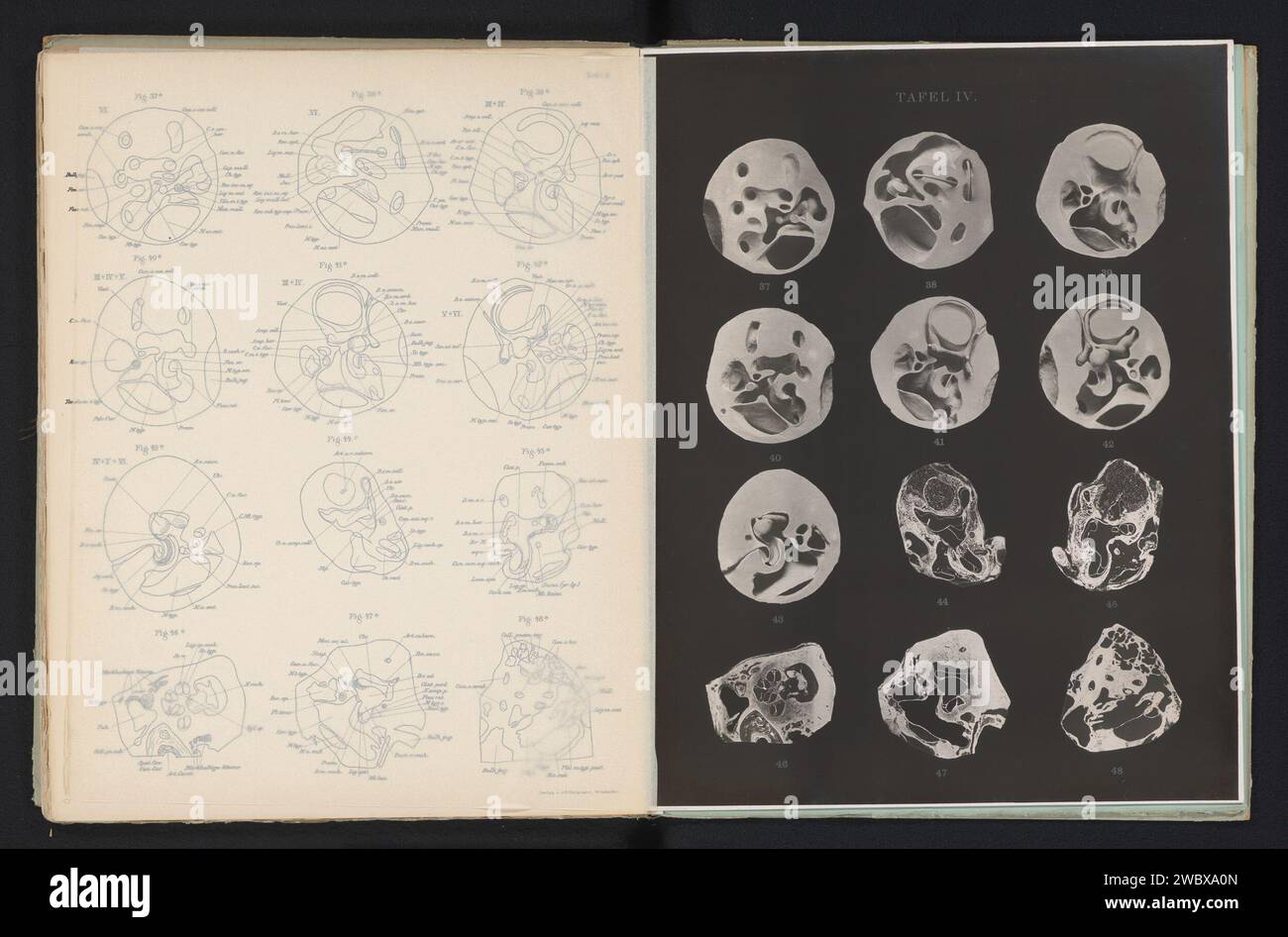 Zwölf Modelle und Präparate des menschlichen Hörorgans, Adolf Schönemann, um 1899 - in oder vor 1904 Foto Wiesbaden baryta Papier Gelatine Silberdruckohren. Physiologie und Anatomie  Sinnesorgane Stockfoto