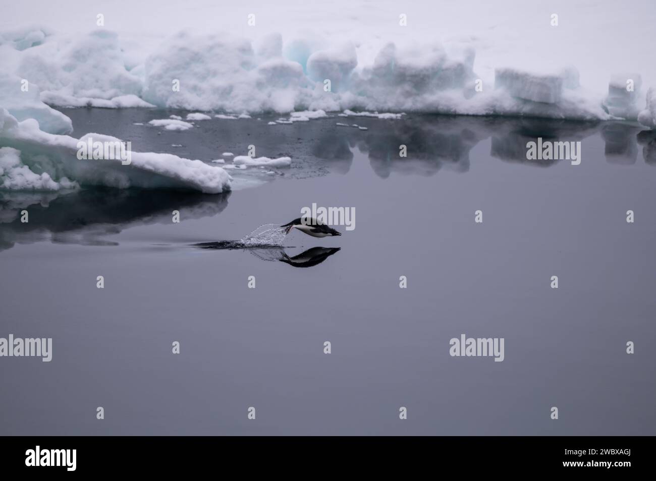 McMurdo Station, Antarktis. Dezember 2023. Ein Adélie-Pinguin schwimmt am 28. Dezember 2023 am McMurdo Sound in der Antarktis-Forschungsstation am Eisbrecher der US-Küstenwache Polar Star. Quelle: PO3 Ryan Graves/USA Coast Guard/Alamy Live News Stockfoto McMurdo Station, Antarktis. Dezember 2023. Ein Adélie-Pinguin schwimmt am 28. Dezember 2023 am McMurdo Sound in der Antarktis-Forschungsstation am Eisbrecher der US-Küstenwache Polar Star. Quelle: PO3 Ryan Graves/USA Coast Guard/Alamy Live News Stockfoto