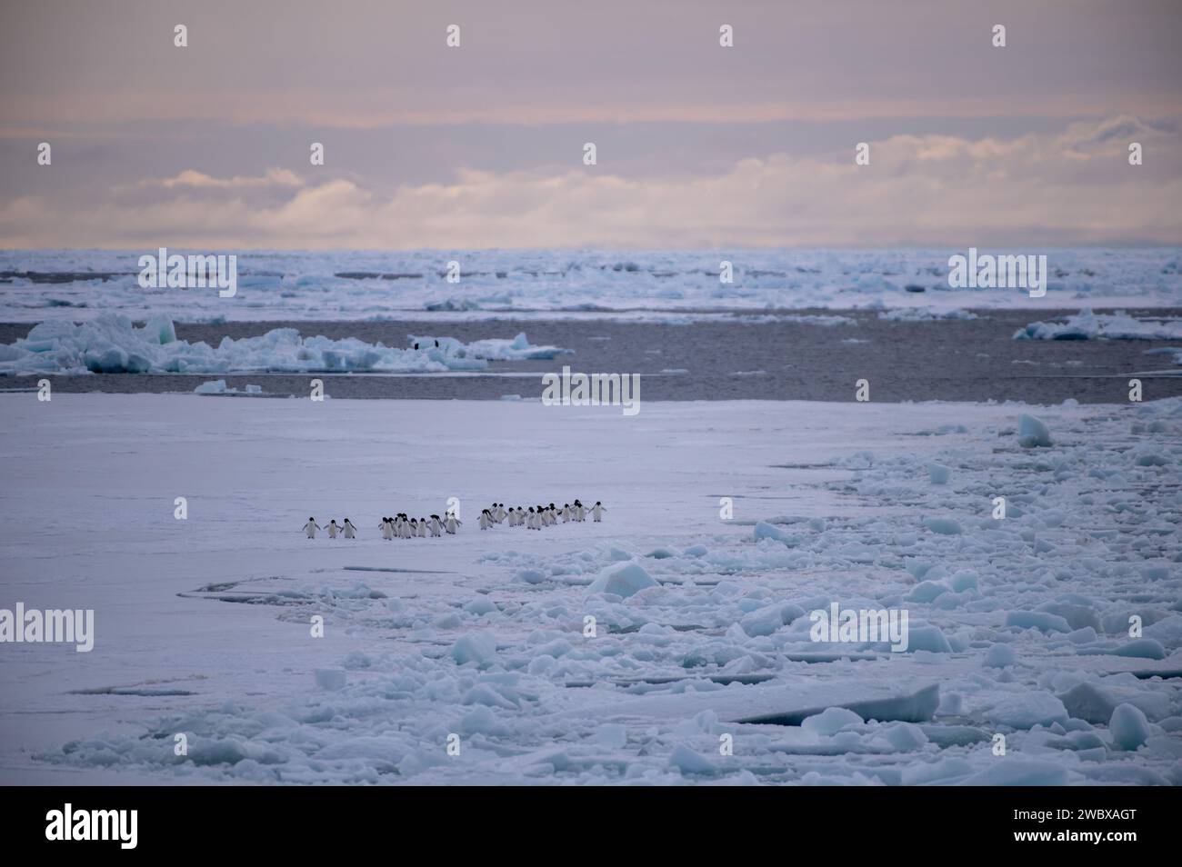 McMurdo Station, Antarktis. Dezember 2023. Eine Kolonie von Adélie-Pinguinen spaziert entlang eines Eisstroms in der Nähe der US-Antarktis-Forschungsstation am 28. Dezember 2023 im McMurdo Sound in der Antarktis. Quelle: PO3 Ryan Graves/USA Coast Guard/Alamy Live News Stockfoto McMurdo Station, Antarktis. Dezember 2023. Eine Kolonie von Adélie-Pinguinen spaziert entlang eines Eisstroms in der Nähe der US-Antarktis-Forschungsstation am 28. Dezember 2023 im McMurdo Sound in der Antarktis. Quelle: PO3 Ryan Graves/USA Coast Guard/Alamy Live News Stockfoto