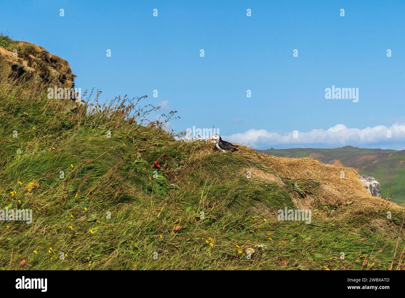 Reynisfjara Beach Cliffs, Black Sand Beach, ein natürlicher Lebensraum für Papageientaucher in Island, ein Nistvogel an den Klippen. Stockfoto