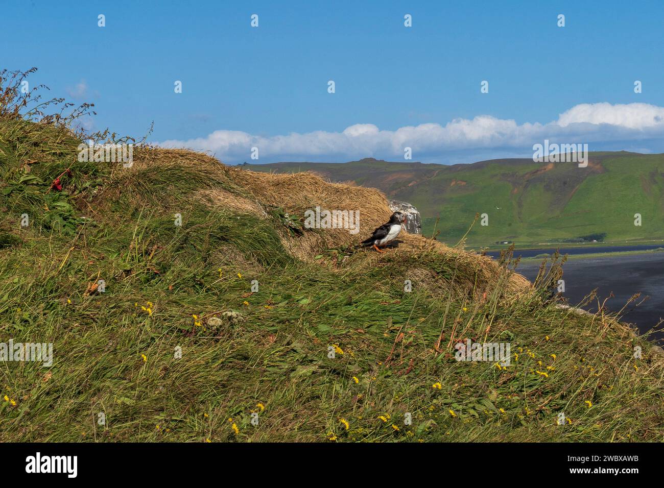 Reynisfjara Beach Cliffs, Black Sand Beach, ein natürlicher Lebensraum für Papageientaucher in Island, ein Nistvogel an den Klippen. Stockfoto