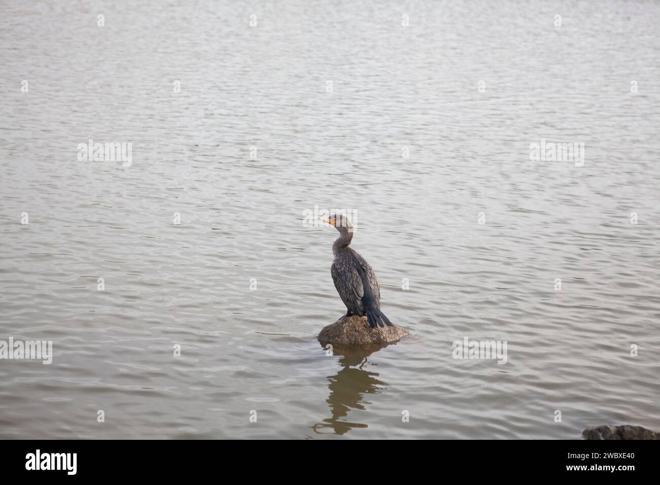 Doppelkormoran auf Felsen, San Jose, Kalifornien USA Stockfoto