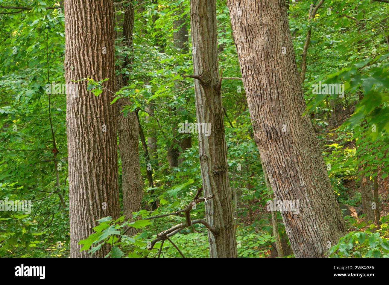 Wald Eichen, Patapsco Valley State Park, Maryland Stockfoto